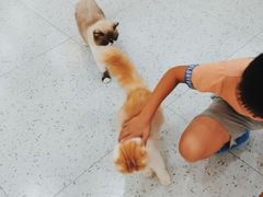 -喵园·猫主题咖啡厅·撸猫·猫咖(国贸店)