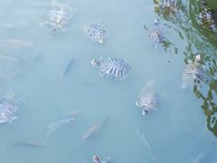 -纪念孙中山市政公园