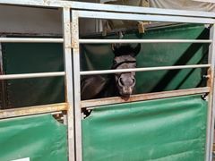 -李振强马术运动推广中心(南城店)