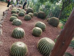 -呀路古热带植物园