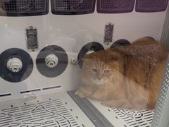 -FAELING PETS美天灵宠物(富力广场店)