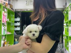 -唐小姐の猫狗洗护·购宠旗舰店(周浦万达店)