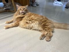 -藏猫猫咖啡主题馆(中央大道店)