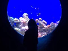 -江和美海洋公园