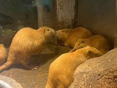 -洛阳龙门海洋馆