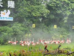 -广州长隆飞鸟乐园