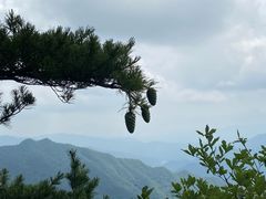 -王顺山国家森林公园