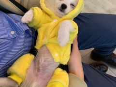 -PETKIT小佩宠物·低压洗护(国顺东路店)