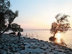 -宝安西湾红树林湿地公园