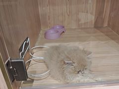 -爪爪喵星球·猫舍(卓悦中心店)