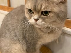 -Let's go狗咖·猫咖·奶狗·桌游(春熙路IFS店)