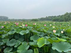 -白洋淀风景区