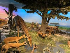 -国家自然博物馆