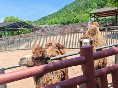 -无锡动物园·太湖欢乐园