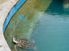 -广东惠东海龟国家级自然保护区