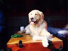 -百好乐宠物友好餐厅(朝外大街店)