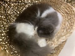 -飞行喵MR PILOT|猫舍·猫咖(静安大融城店)
