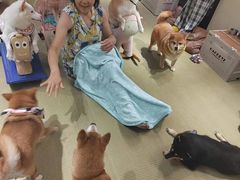 -逗柴咖啡屋·狗咖猫咖宠物桌游