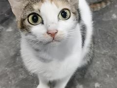 -宠颐生宠物医院外科·内科·皮肤科·影像科(石龙店)