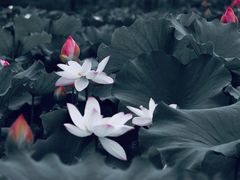 -合肥滨湖国家森林公园