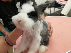 -1013 PET SHOP精品宠物商店(丁香店)