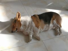 -宠福鑫康馨动物医院·骨科·眼科