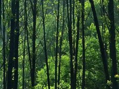 -秦岭风景区