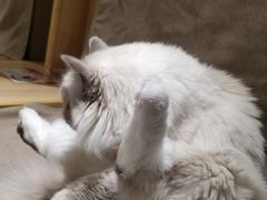 -猫和宫(六道口店)