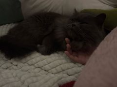 -唐小姐の猫狗洗护·购宠旗舰店(周浦万达店)