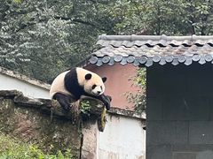 -中国大熊猫保护研究中心雅安碧峰峡基地