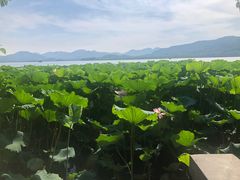 -青藤茶馆(凤起路店)