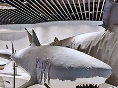 -青岛海底世界-水族馆