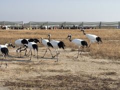 -盐城丹顶鹤湿地生态旅游区