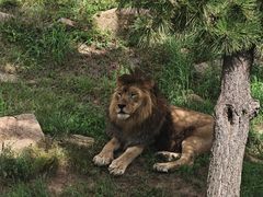 -西霞口神雕山野生动物世界