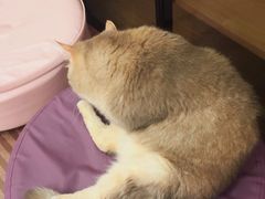 -MOCHA明星猫咖(田子坊店)