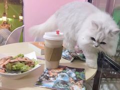 -李小姐の猫咖啡馆(五角场店)
