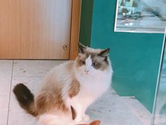 -飞行喵MR PILOT|猫舍·猫咖(静安大融城店)
