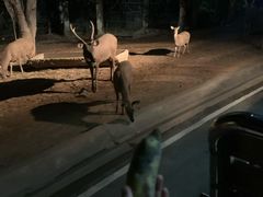 -清迈夜间动物园
