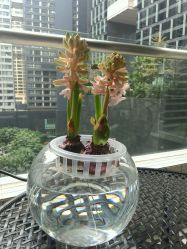 -广州萨谛艾扬格瑜伽中心