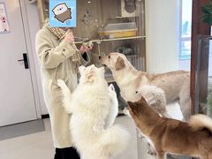 -共舞时光猫咖·狗咖(新街口店)