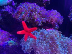 -青石桥花鸟鱼虫市场(叠翠城店)