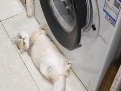 -安安宠医宠物医院·异宠·犬猫内科(岳阳分院)