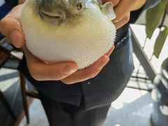 -肆月河豚·新淮扬(金融街店)