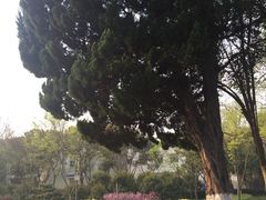 -上海市保健医疗中心(华东疗养院)