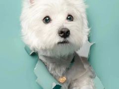 -萌宠之家·腊肠犬·马尔泰·小体犬舍
