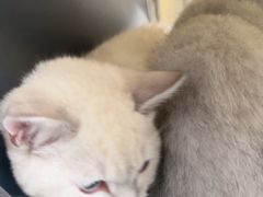 -博特宠物医院24h犬猫全科.骨科·异宠