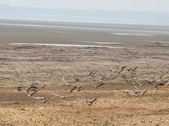 -鄱阳湖国家湿地公园