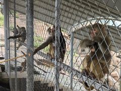 -西霞口神雕山野生动物世界