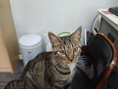 -pd派德宠物中心医院24H急重症·眼科中心·血液透析中心(嵩山北路店)