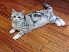 -欣宠猫屋·矮脚拿破仑·蓝金金渐层